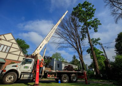 Safe Tree Removal - Maple Springs Tree Service
