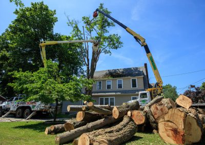 Residential Tree Removal Company