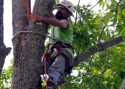 Maple Springs Tree Service Employee