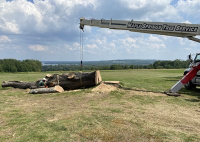 large tree removal and stump grinding